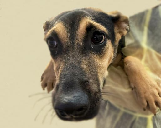 Photo of Lucky, adoptable dog