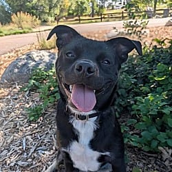 Photo of Luka, adoptable Australian Cattle Dog Pug in Littleton, Colorado