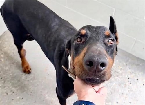 Photo of Hugo, adoptable Doberman Pinscher in Houston, Texas