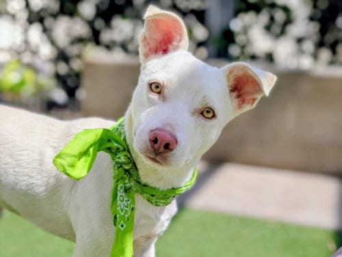 Photo of Aspen, adoptable Carolina Dog in San Pedro, California