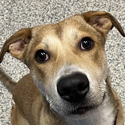 Photo of Tater, adoptable Siberian Husky in Golden, Colorado