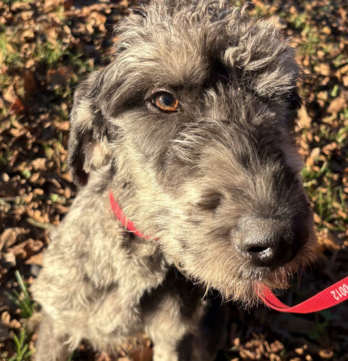 Photo of Benny, adoptable Poodle (Standard)/Australian Shepherd in Johnston, Rhode Island