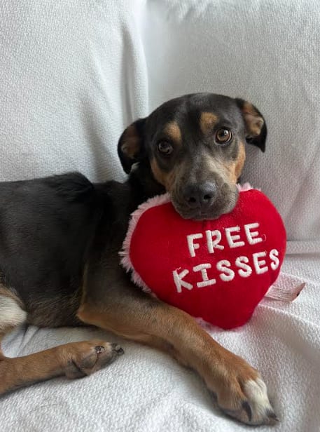Photo of Levi, adoptable Dachshund in San Diego, California