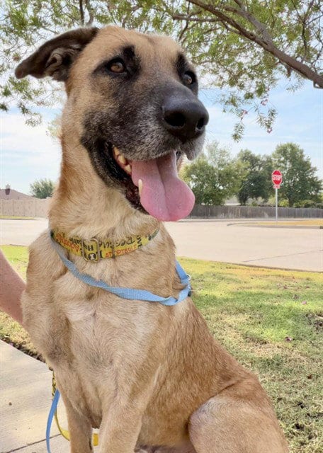 Photo of Shelia, adoptable German Shepherd Dog in Grand Prairie, Texas
