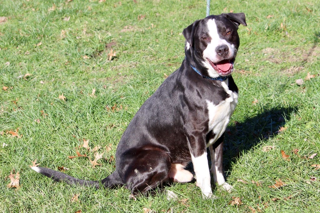Photo of Roamer, adoptable Mixed Breed in Brazil, Indiana