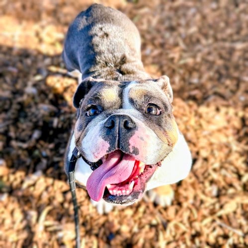 Photo of Beatrice, adoptable English Bulldog in Oakland, California