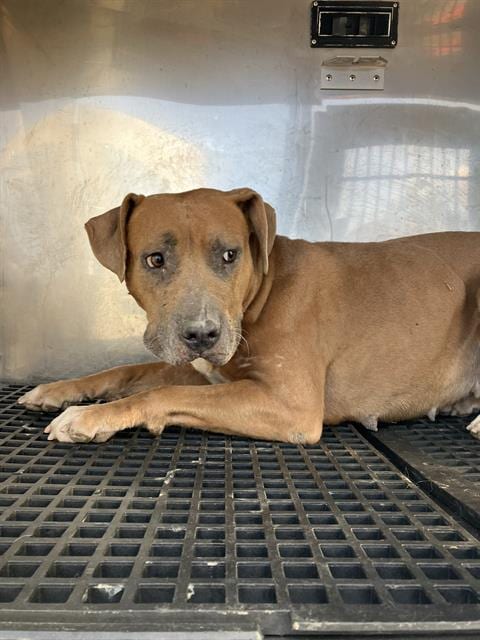 Photo of Erika, adoptable Mixed Breed