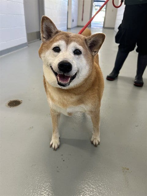 Photo of Throne, adoptable Shiba Inu in St. Cloud, Florida