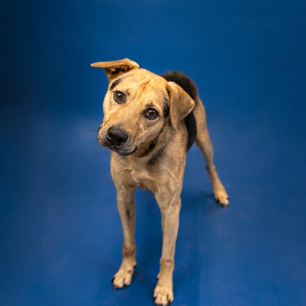 Photo of Dj, adoptable Hound cross in Lawrenceville, Georgia