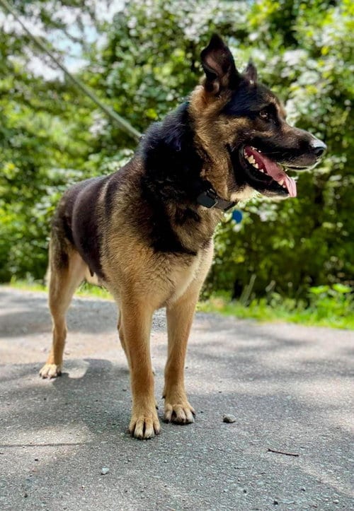 Photo of Davis, adoptable German Shepherd Dog in Waverly, Tennessee