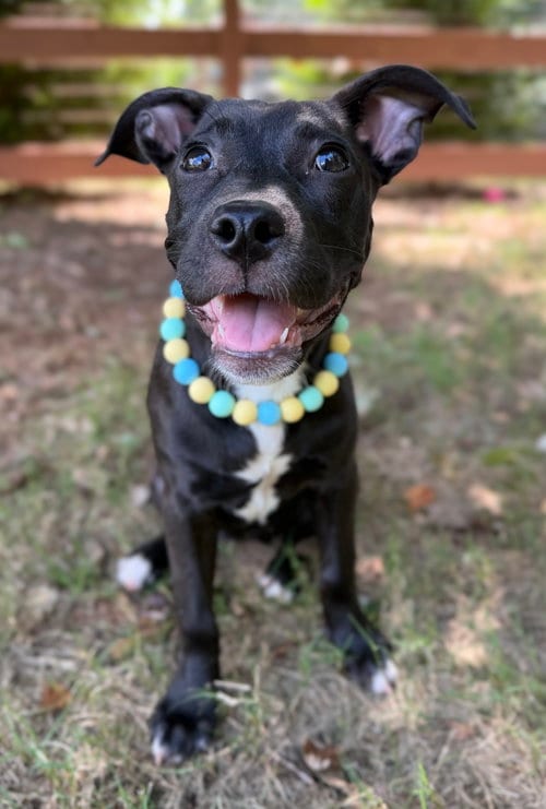 Photo of Crumbles, adoptable Terrier in Greenville, South Carolina