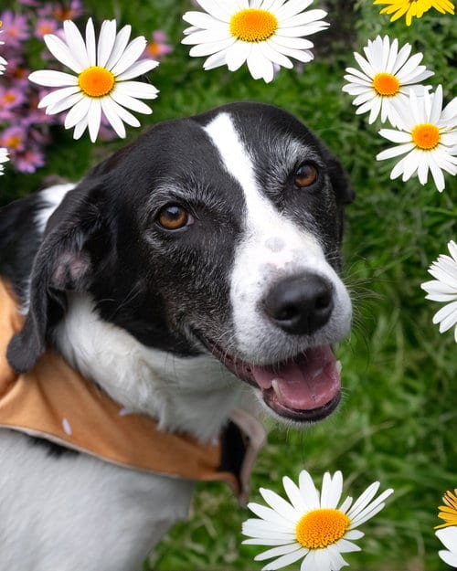 Photo of Myra, adoptable Hound in Holbrook, New York