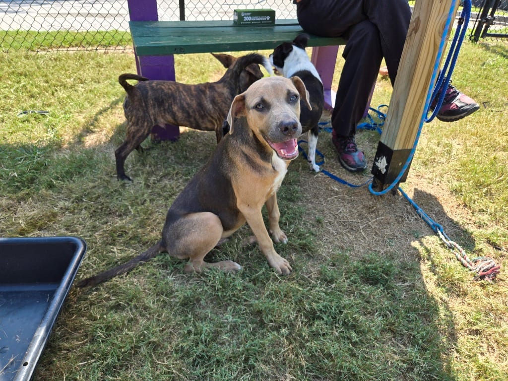 Photo of KiaLerr, adoptable Mixed Breed in Douglasville, Georgia