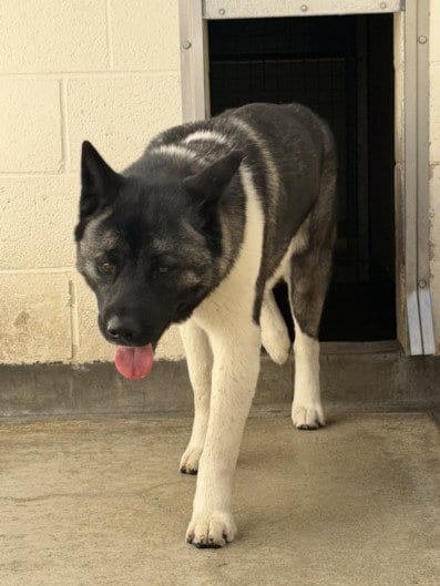 Photo of Inku, adoptable Akita in Los Angeles, California