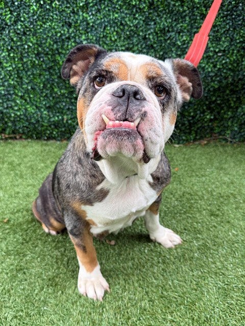 Photo of Lola, adoptable English Bulldog in Naples, Florida