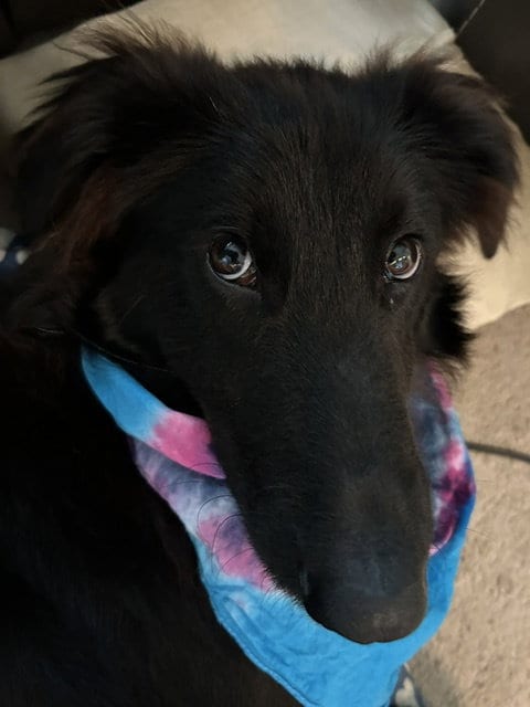 Photo of Tucker, adoptable Shepherd in Herndon, Virginia