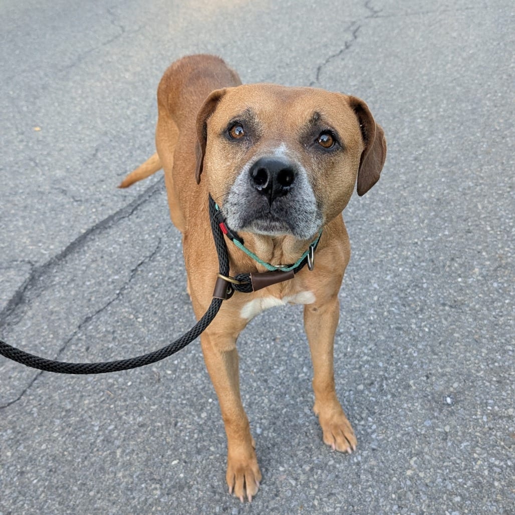 Photo of Nelson, adoptable Mixed Breed (Large) in Birdsboro, Pennsylvania