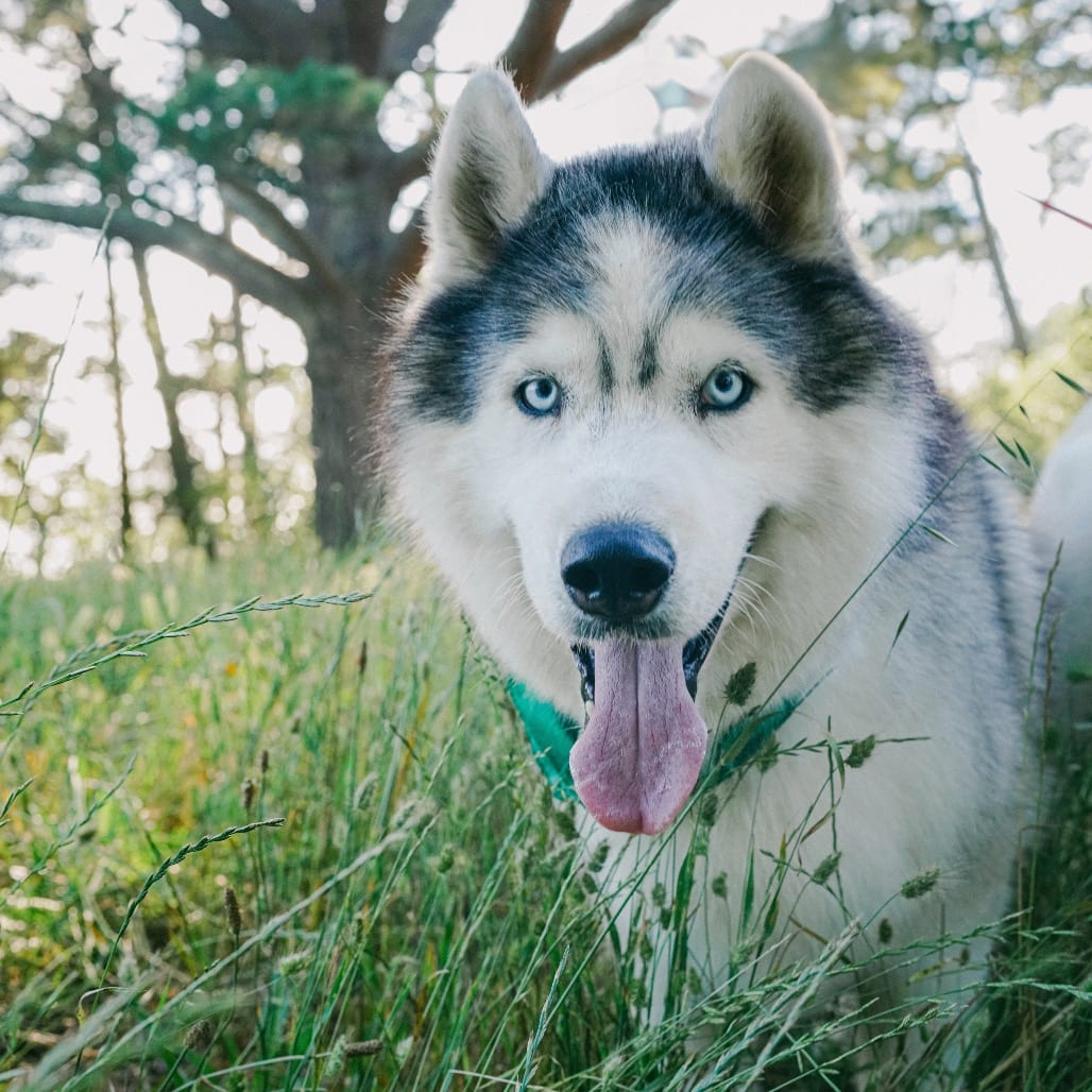 Photo of Loki, adoptable Husky / Mix in San Francisco, California