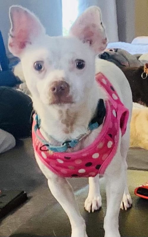 Photo of Bobby, adoptable Chihuahua in Santa Barbara, California