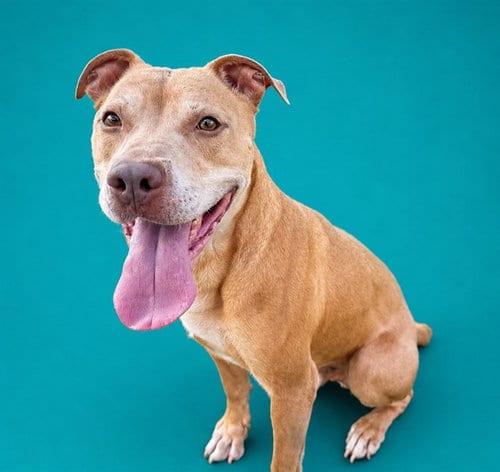 Photo of Dino, adoptable Pit Bull Terrier in Pearland, Texas