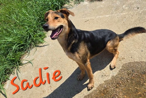 Photo of Sadie, adoptable Hound in Jackson, Mississippi