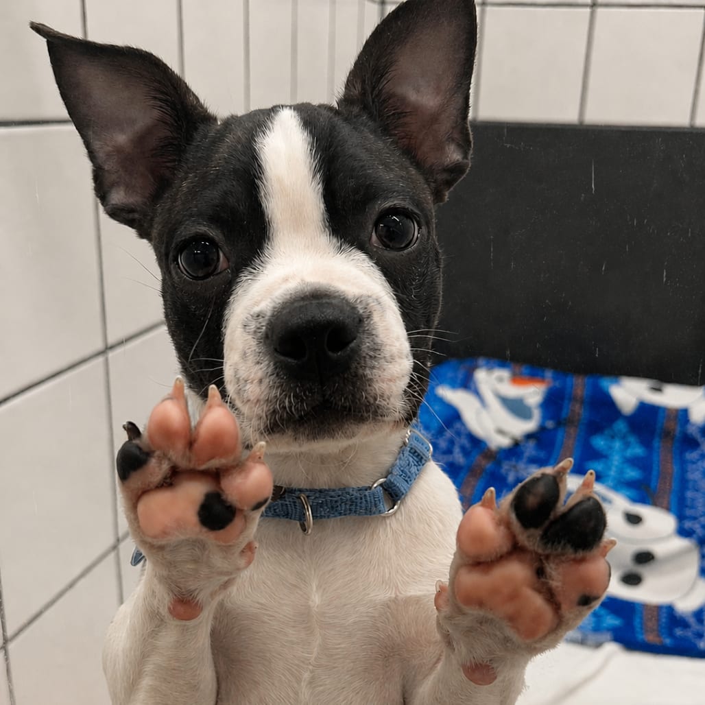 Photo of Jackson, adoptable Terrier, Boston / Mixed Breed (Small) in Zanesville, Ohio