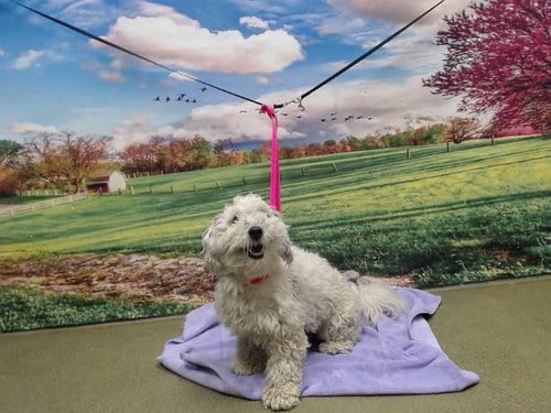 Photo of Jaquil, adoptable Poodle (Miniature) in Moreno Valley, California