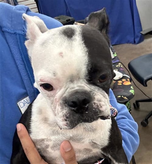 Photo of Arya, adoptable Boston Terrier in Dallas, Texas