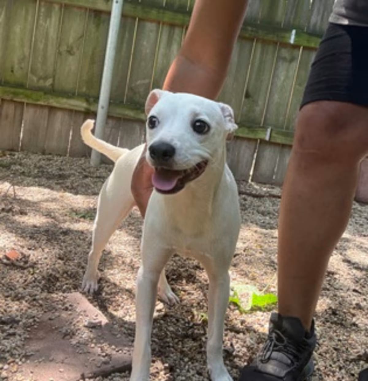 Photo of Pipsqueak, adoptable Terrier (Unknown Type, Medium) in New Orleans, Louisiana