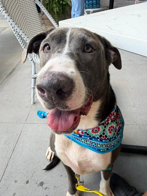 Photo of Jenny, adoptable American Staffordshire Terrier in Jackson, Mississippi
