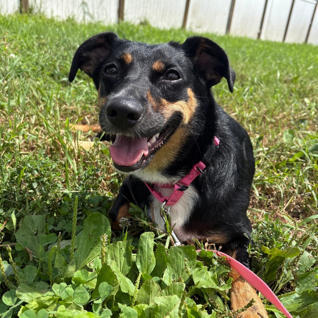 Photo of Jojo, adoptable Pinscher, Miniature / Beagle in West Des Moines, Iowa