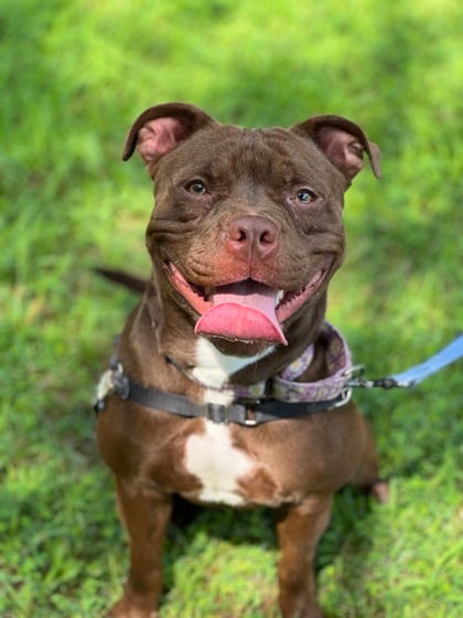 Photo of June, adoptable Terrier, American Staffordshire/Mix in Annapolis, Maryland
