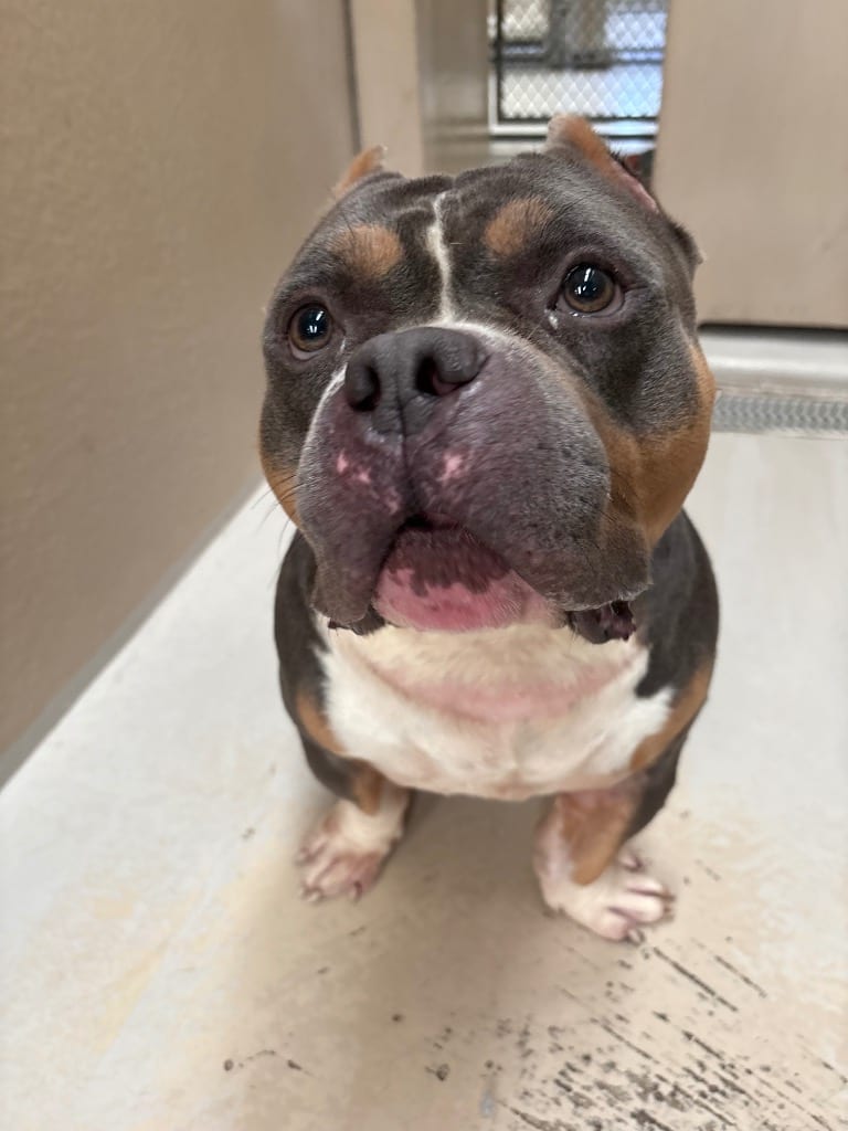 Photo of Anthony, adoptable Bull Terrier in Findlay, Ohio