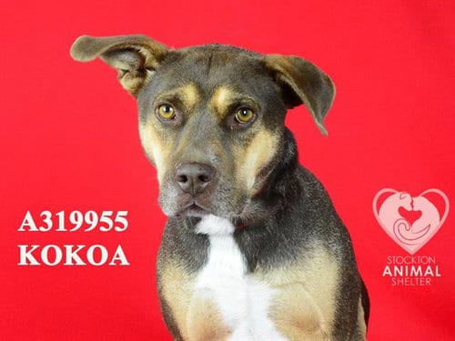Photo of Kokoa, adoptable Pit Bull Terrier in Stockton, California