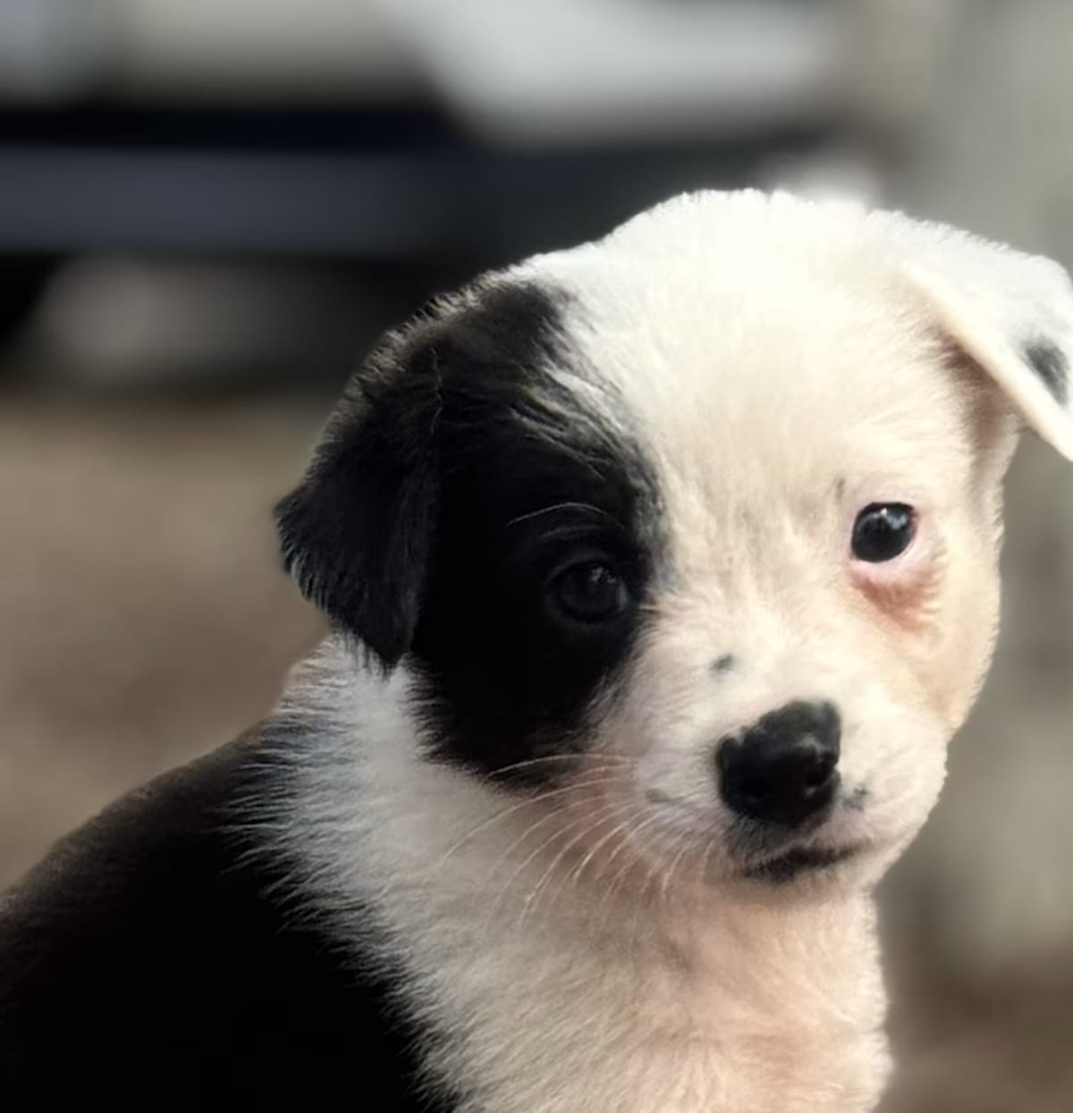 Photo of Swag, adoptable Blue Heeler in Valley Glen, California