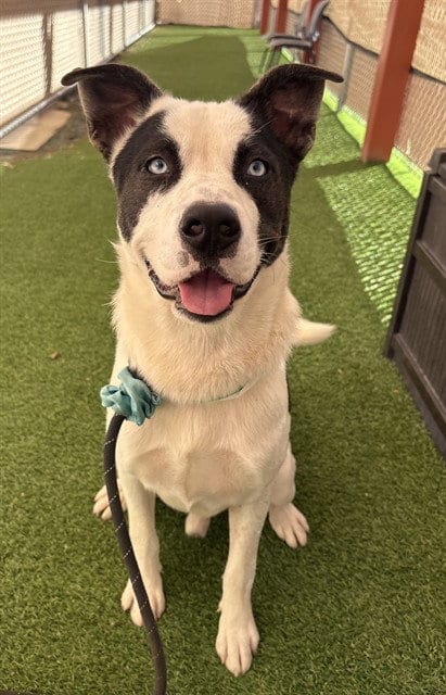 Photo of Theo, adoptable Border Collie in Phoenix, Arizona