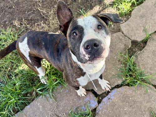 Photo of Minny, adoptable Staffordshire Bull Terrier in Houston, Texas