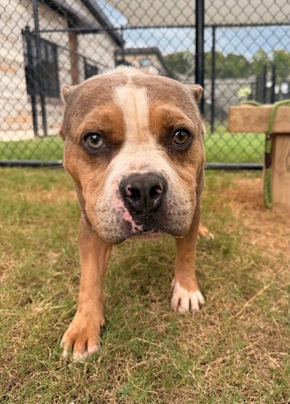 Photo of Raptor, adoptable dog in Atlanta, Georgia