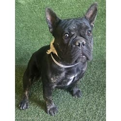 Photo of Love, adoptable French Bulldog in Lancaster, California
