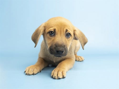 Photo of Fern, adoptable Australian Cattle Dog/Blue Heeler in Phoenix, Arizona