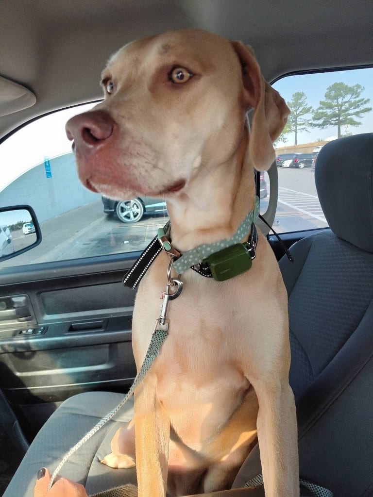 Photo of Maple May, adoptable Weimaraner in Arkansas