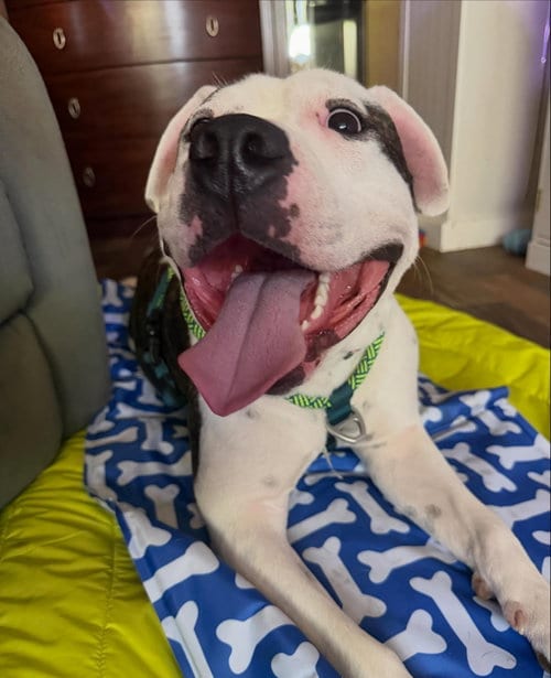 Photo of Vinny, adoptable American Staffordshire Terrier in ROSEVILLE, California