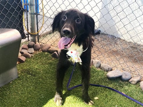 Photo of Holly, adoptable Border Collie in Phoenix, Arizona