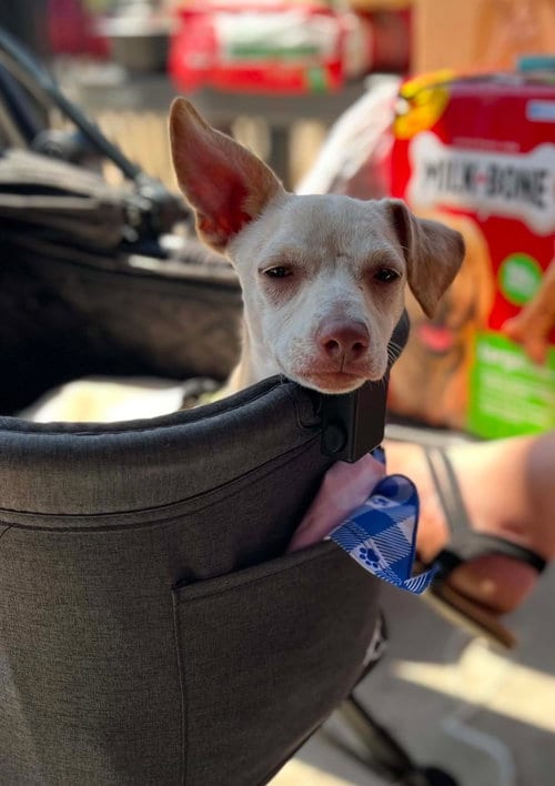 Photo of Dingo, adoptable Chihuahua in Visalia, California