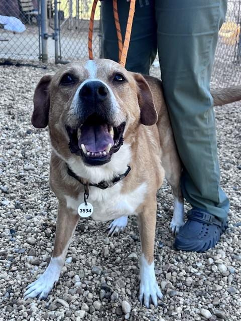 Photo of Casey, adoptable Labrador Retriever in Forestville, Maryland