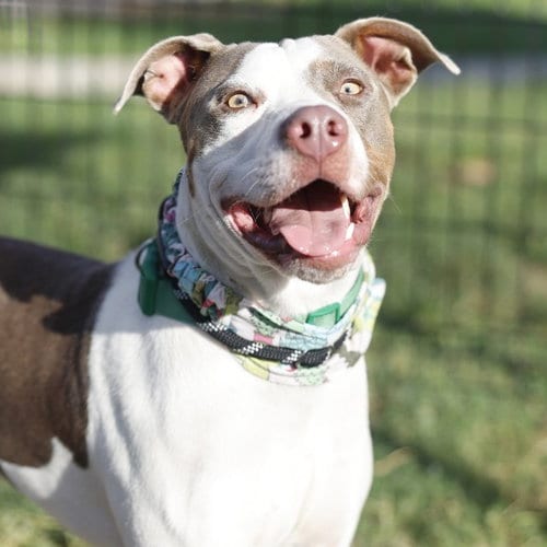 Photo of Winnie, adoptable American Staffordshire Terrier in San Antonio, Texas