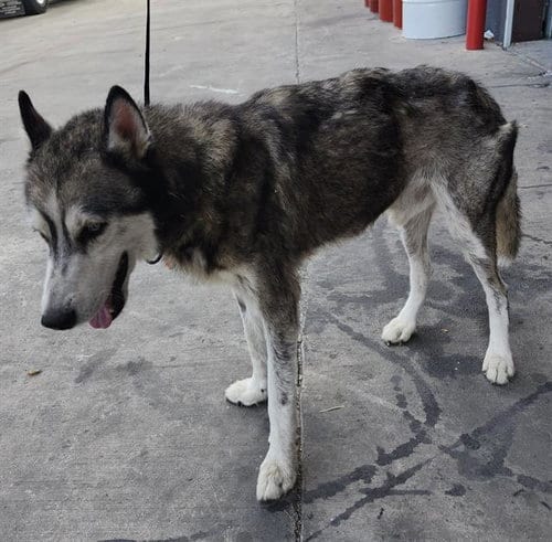 Photo of Rocky, adoptable Husky in San Antonio, Texas