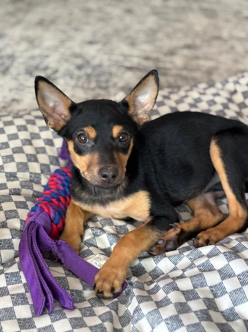 Photo of Chicken Nugget, adoptable Miniature Pinscher in Mooresville, North Carolina