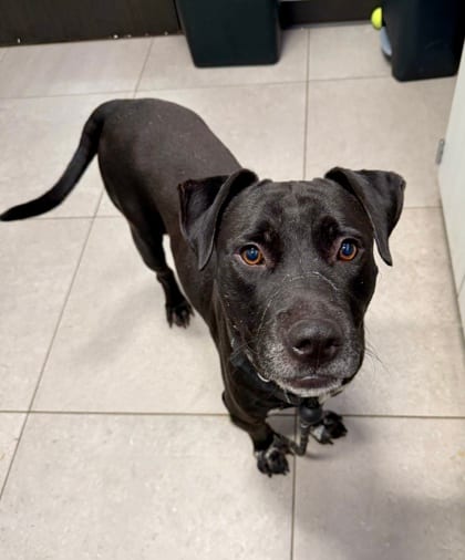 Photo of Jones, adoptable dog in Atlanta, Georgia