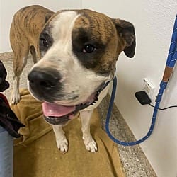 Photo of El Tigre, adoptable Great Dane in Vancouver, Washington